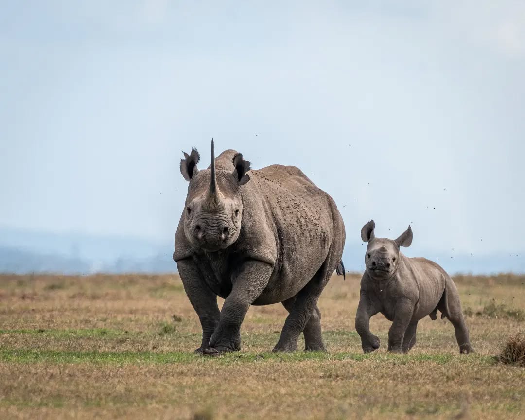 ol-pejeta