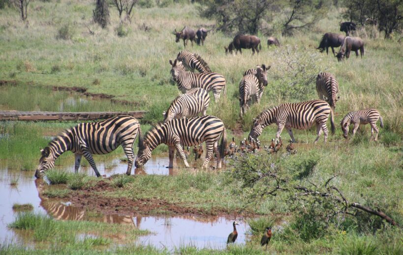Wild Encounters & City Charms: A 6-Day Kenyan Safari
